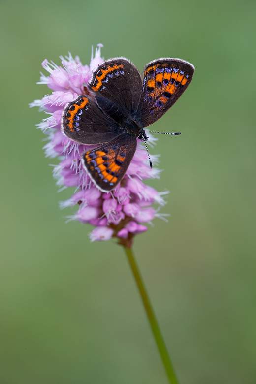 Lycaena helle