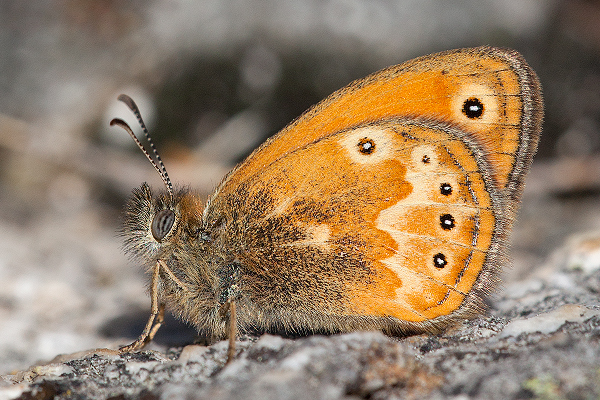 Coenonympha corinna