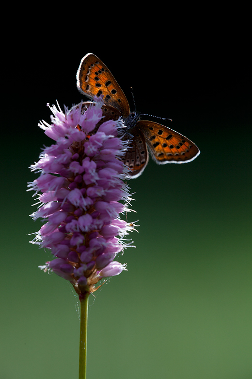 Lycaena helle