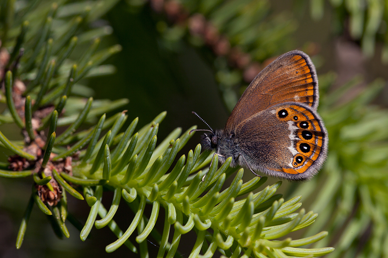 Coenonympha hero