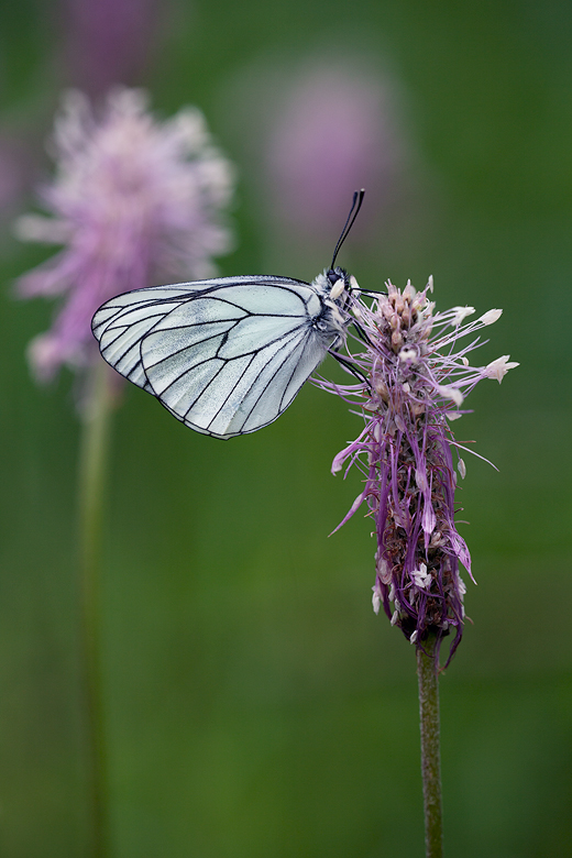 Aporia crategi