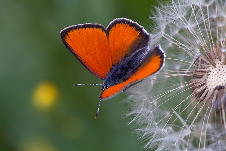 Lycaena hippothoe