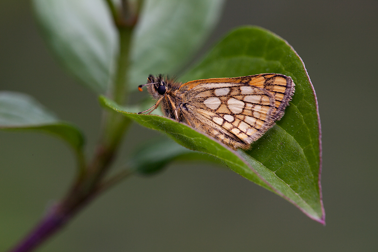 Carterocephalus palaemon