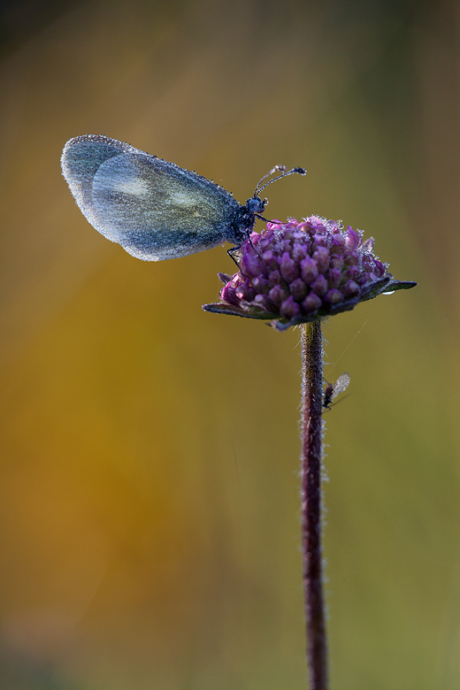 Leptidea duponcheli