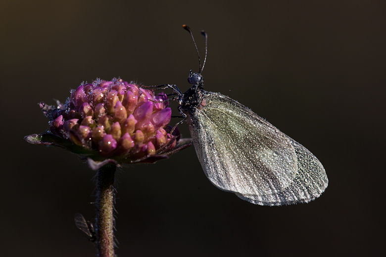 Leptidea duponcheli