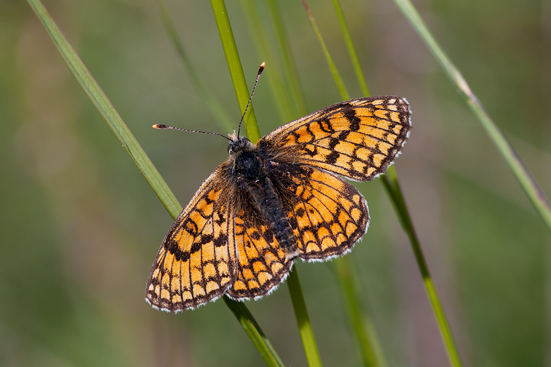 Melitaea parthenoides