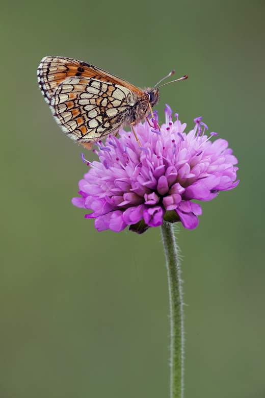 Melitaea parthenoides