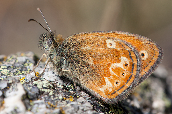 Coenonympha corinna