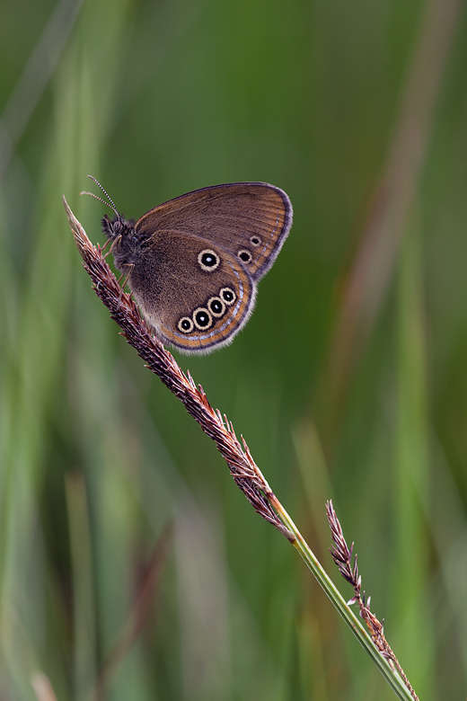 Coenonympha oedippus