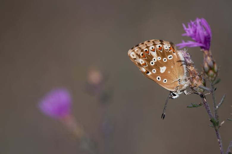 Polyommatus coridon