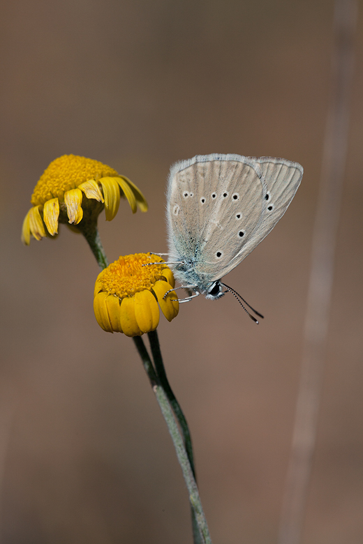 Polyommatus dolus