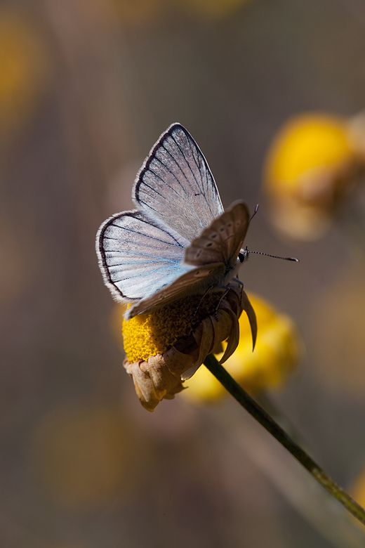 Polyommatus dolus