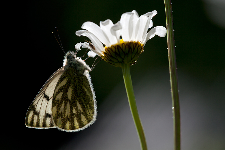 Pontia callidice