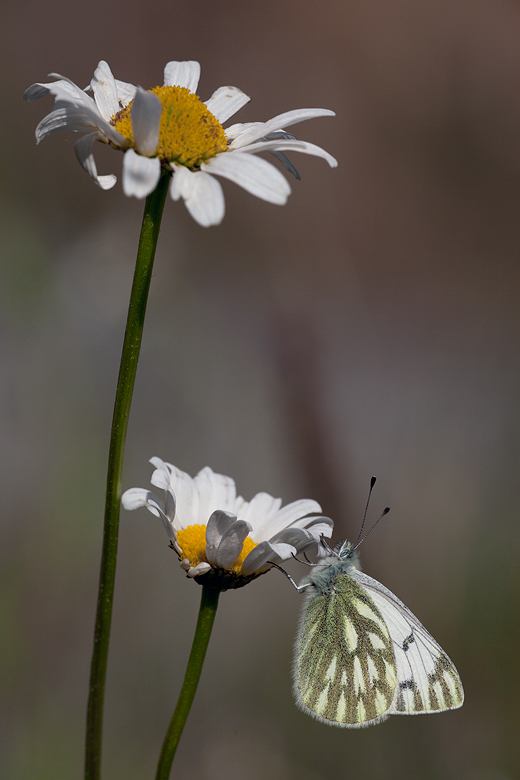 Pontia callidice