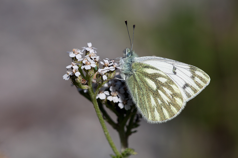 Colotis evagore