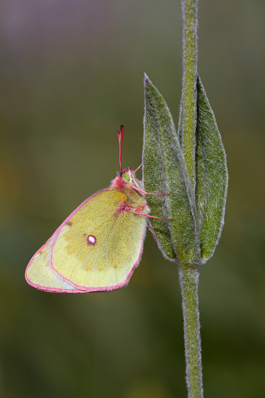 Colias phicomone