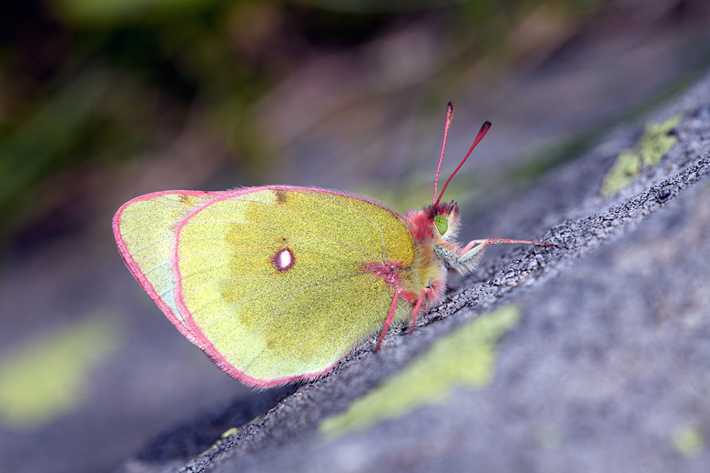 Colias phicomone