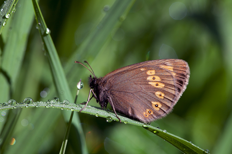 Erebia alberganus