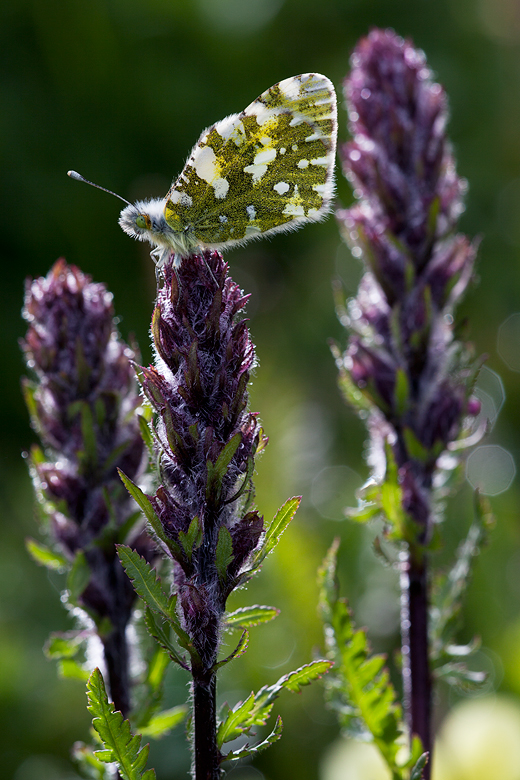 Euchloe simplonia