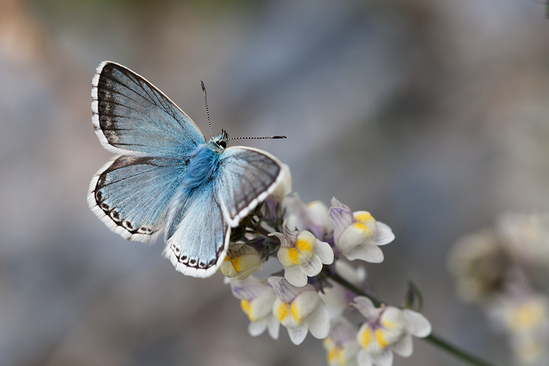 Polyommatus coridon