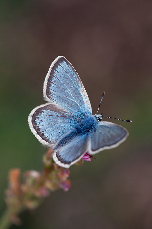 Polyommatus eros