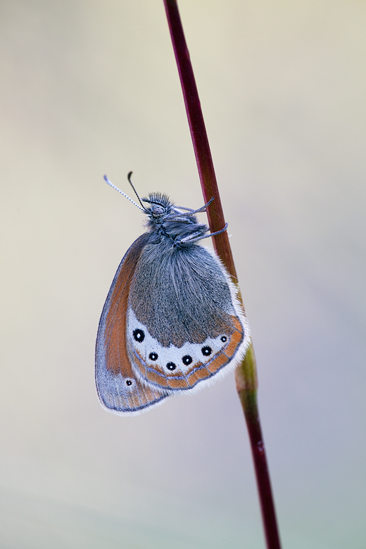 Coenonympha gardetta