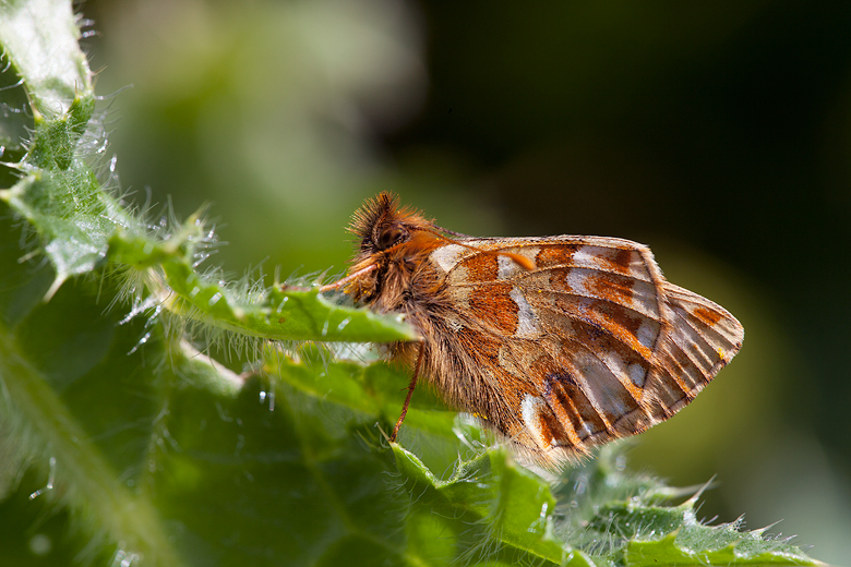 Boloria napaea