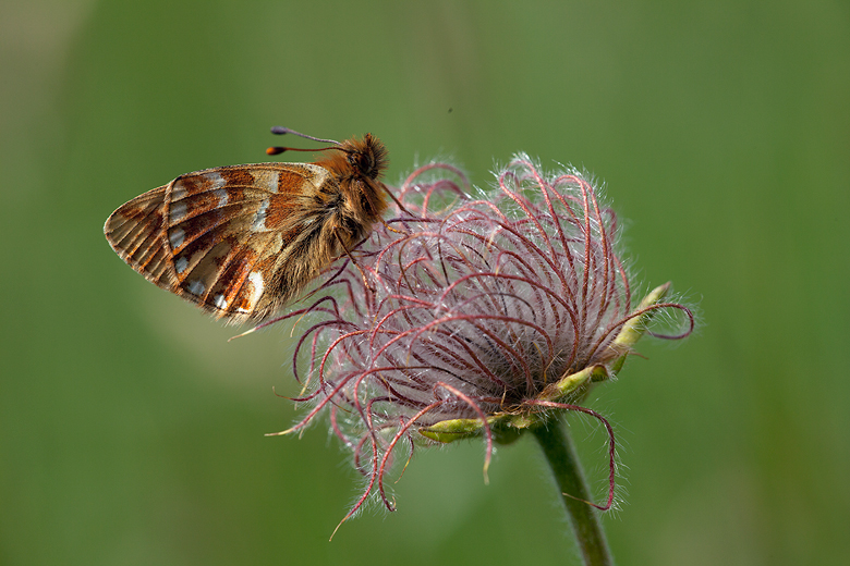 Boloria pales