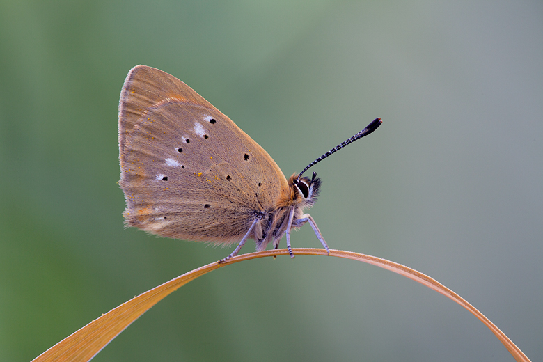 Lycaena virgaureae