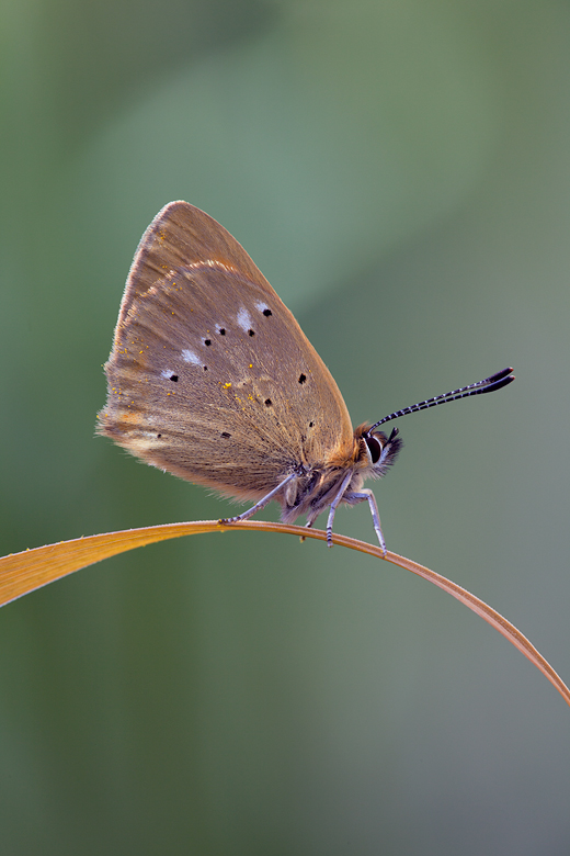 Lycaena virgaureae