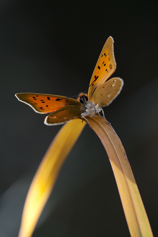 Lycaena virgaureae