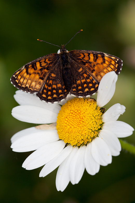 Melitaea diamina