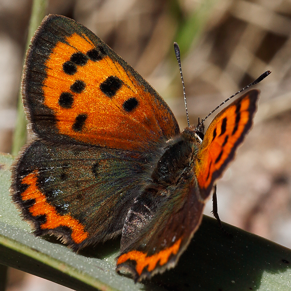 Lycaena phlaeas ssp aestivus