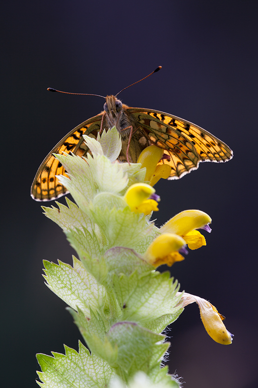 Argynnis niobe