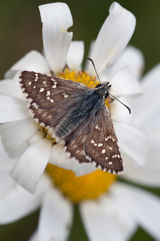 Pyrgus carlinae