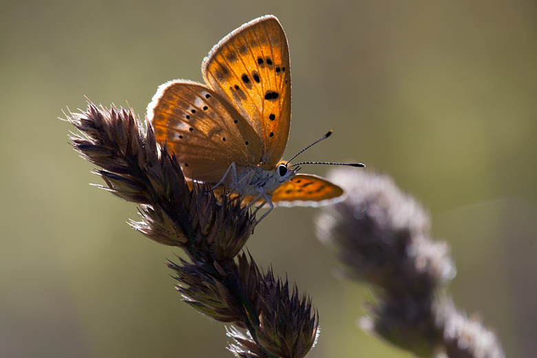 Lycaena virgaureae