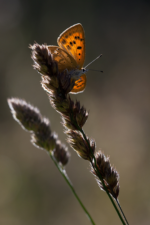 Lycaena virgaureae