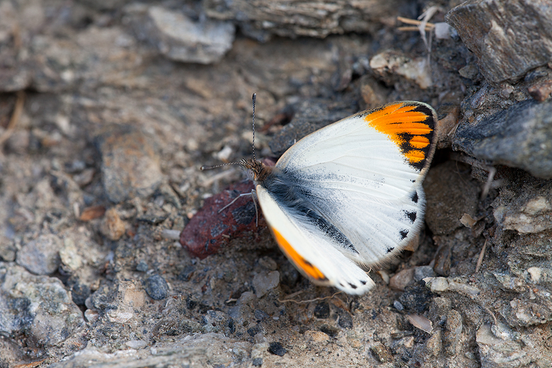 Colotis evagore