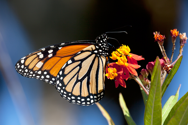 Danaus plexippus