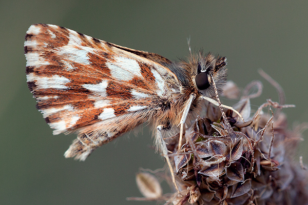 Lasiommata paramegaera