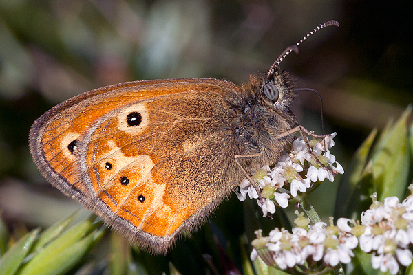 Coenonympha corinna