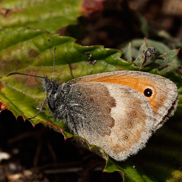 Coenonympha pamphilus