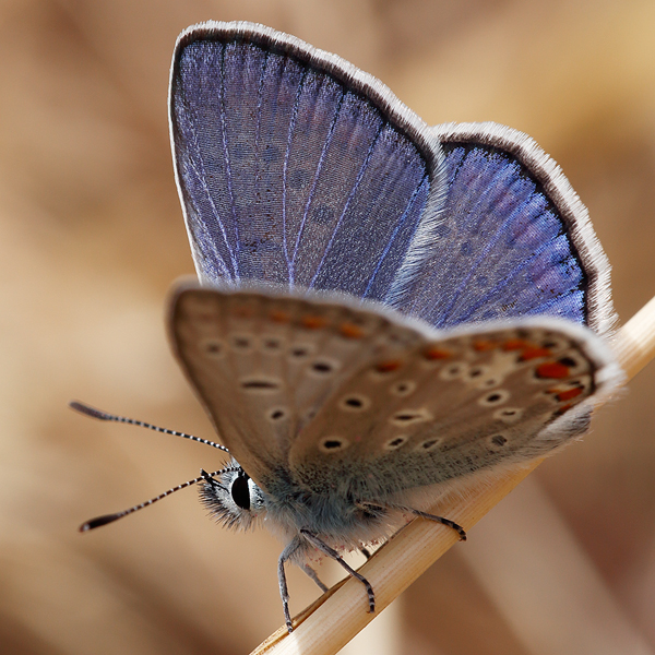 Polyommatus icarus