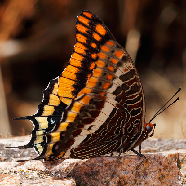 Charaxes jasius