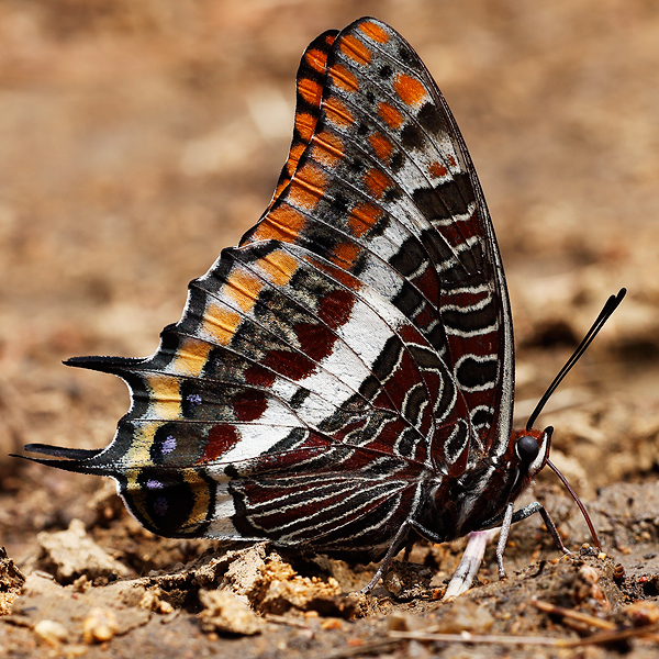 Charaxes jasius