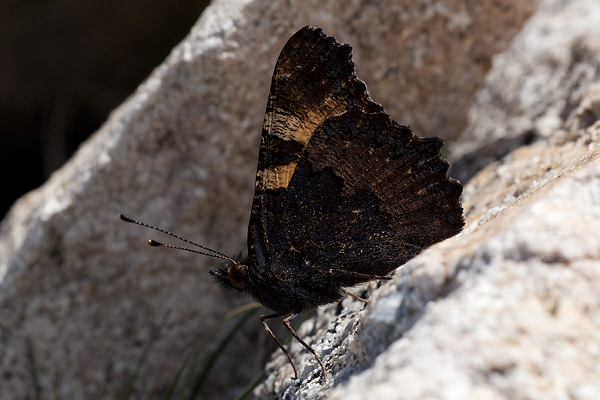 Aglais ichnusa