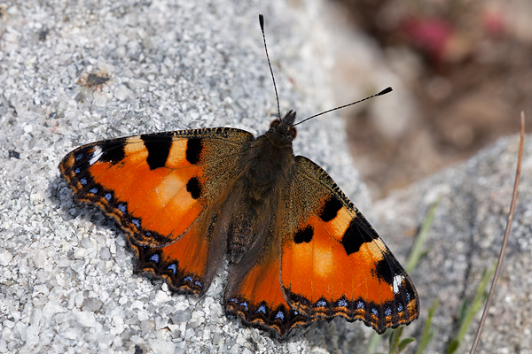 Aglais ichnusa