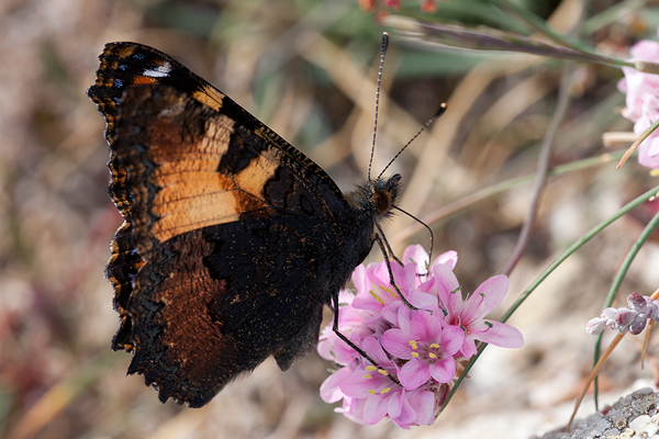 Aglais ichnusa