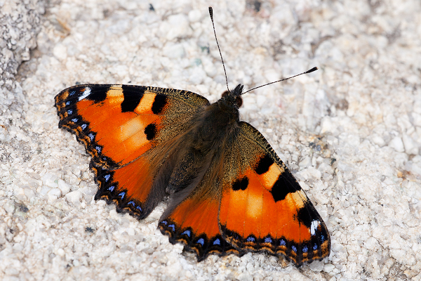 Aglais ichnusa