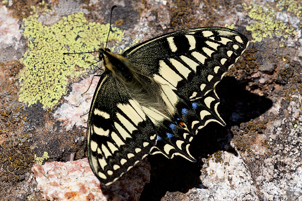 Papilio hospiton